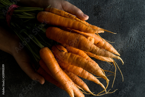 Female Hands Holding Organic Nantes Carrots. Fresh Superfood Healthy Eating Concept.