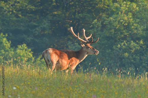 Deer stag with antler walking on the meadow 