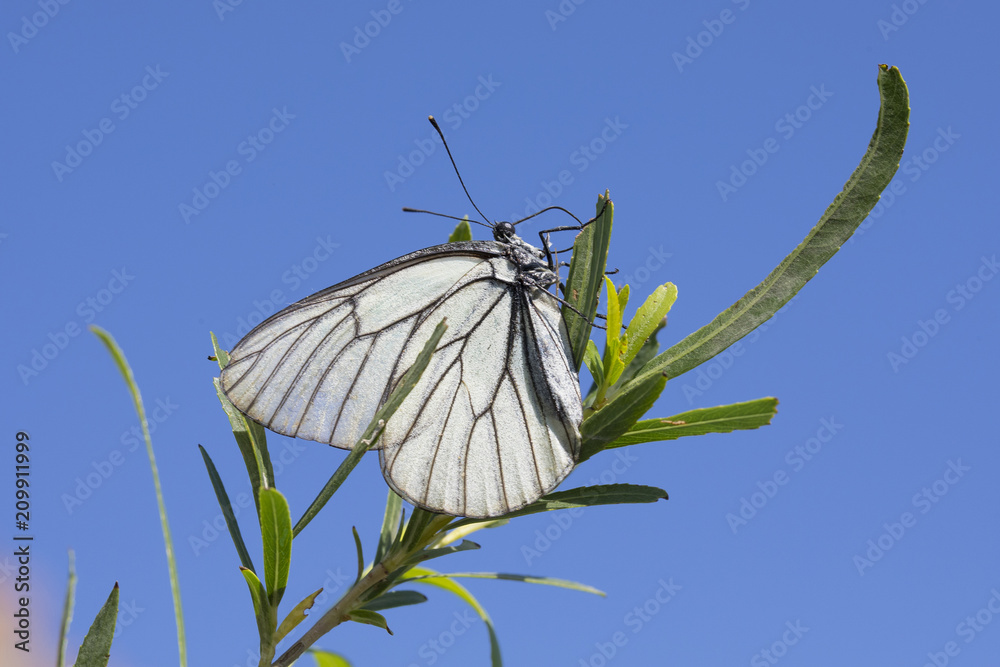 Obraz premium Butterfly Aporia crataegi