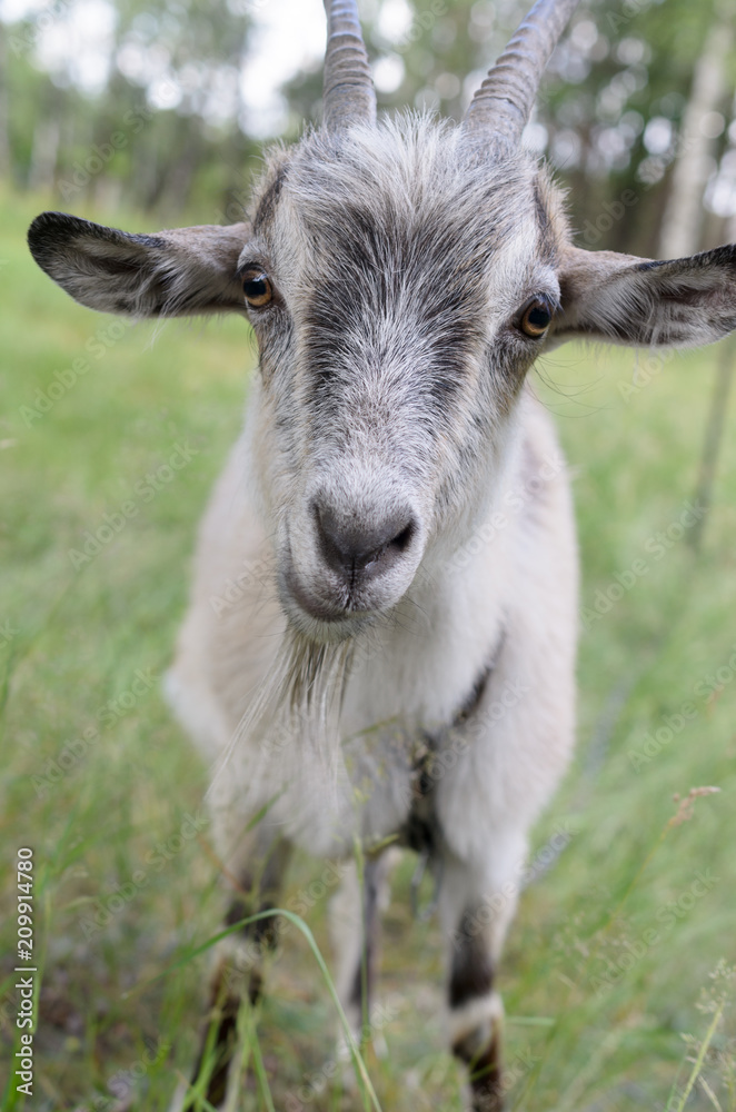 Obraz premium A gray goat with horns grazing in the meadow and looking.