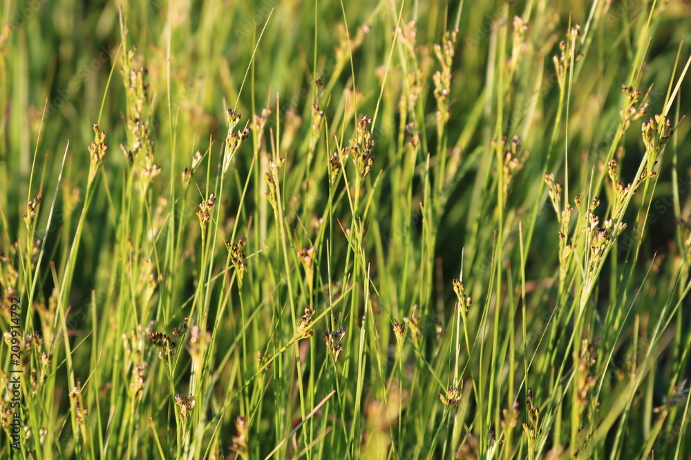 The ripened Prairie grass