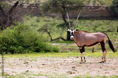 The gemsbok or gemsbuck (Oryx gazella)  in the desert. Red desert with oryx in the foreground.