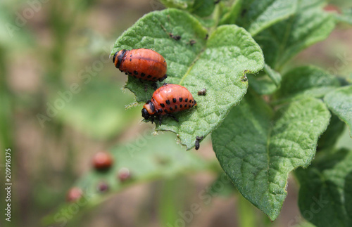 Two larvae of the Colorado potato beetle (Leptinotarsa decemlineata), feeding on potato plant foliage.