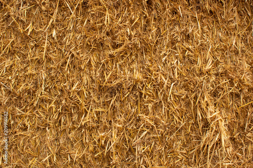 Texture of hay, dry yellow grass