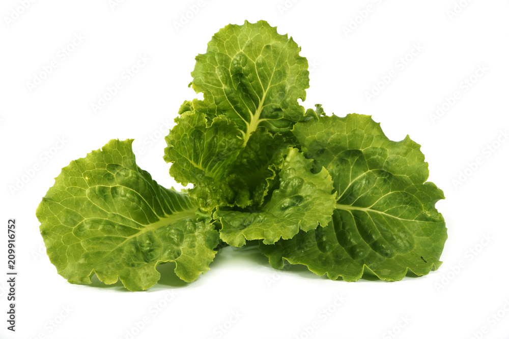 Salads, lettuce, isolated on white background. Young salad on a white background. Salad is growing. Salads, lettuce, isolated on white background. Young salad on a white background. Salad is growing.