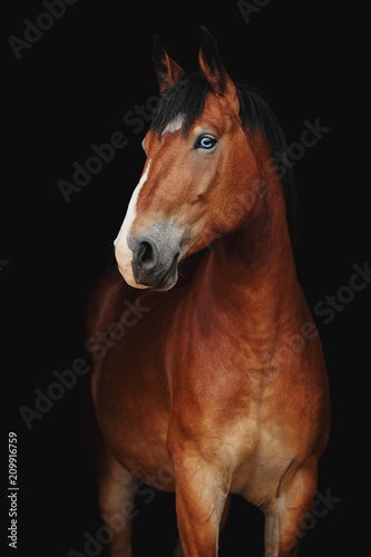 Portrait of bay blue-eyed horse on a black background