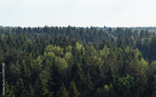 Coniferous green and mixed forest in summer, frontal view of the forest from a height