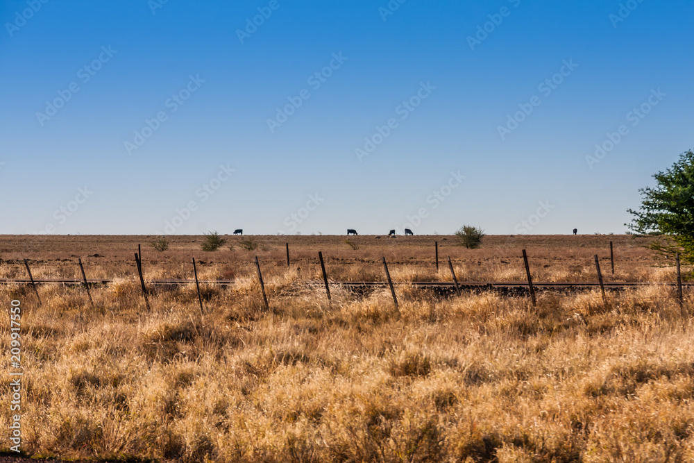 Grazing livestock in the Australian outback