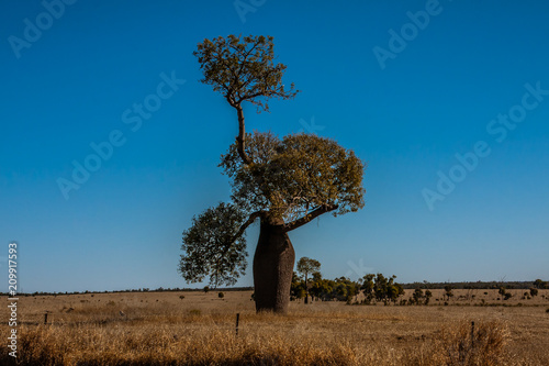 Fotografi Adansonia gregorii, commonly known as the boab, a tree in the family Malvaceae