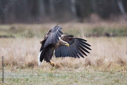 White-tailed eagle (Haliaeetus albicilla), Poland © lnichetti