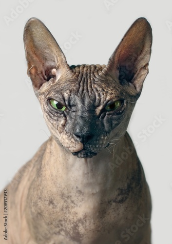 Closeup portrait of a cranky sphynx cat front view - isolated on grey background.