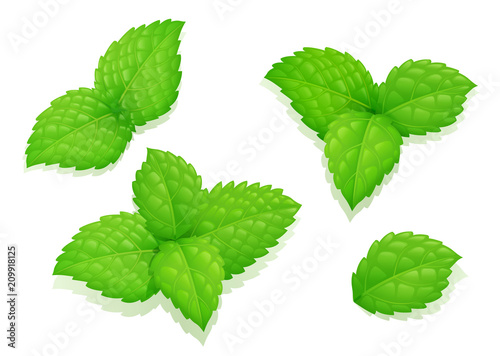 Mint leaves. Peppermint leaf. Set natural aroma product. Healthy