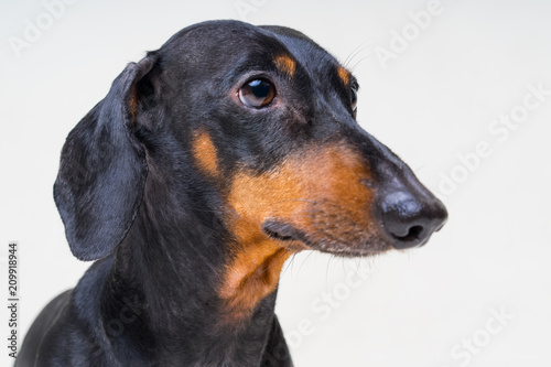 Portrait a dog (puppy) of the dachshund  breed, black and tan on gray background. Not isolated © Masarik