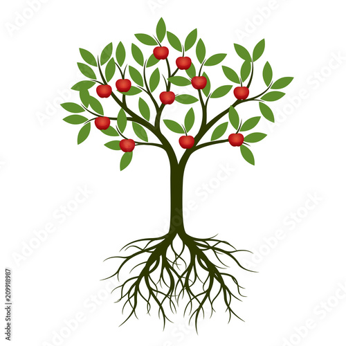 Green Tree with Root and apple. Vector Illustration.