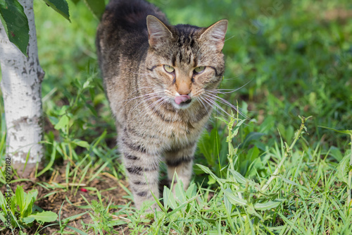 Fototapeta Naklejka Na Ścianę i Meble -  Tabby cat in the grass
