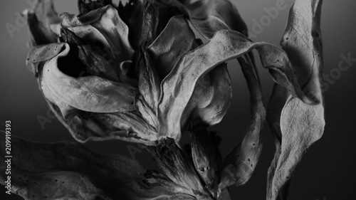 Obraz na plátne Fleur sèche