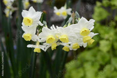 Fototapeta Naklejka Na Ścianę i Meble -  Large bush of beautifully blooming narcissuses tazetta