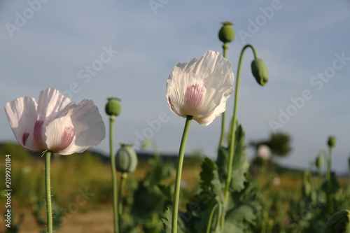 White poppies on a green poppy field in the rays of sunset photo