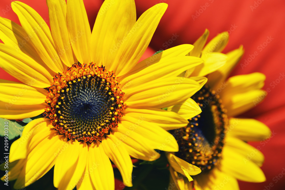 Close up of two sunflowers in full bloom Close up of two sunflowers in full bloom