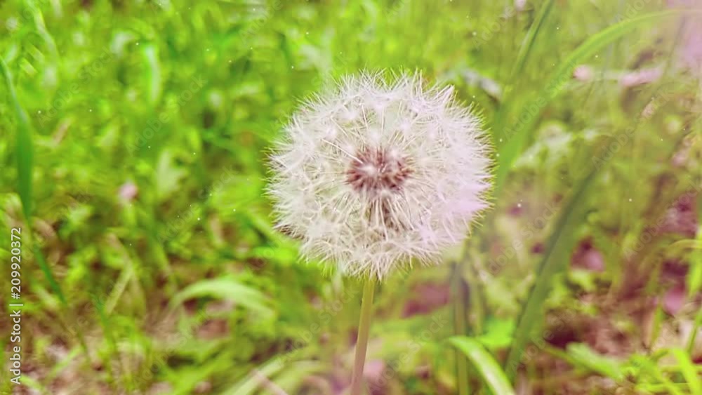 softly white flower dandelion on the green grass background, concept of spring is coming, slow motion movement with light natural flares softly white flower dandelion on the green grass background, concept of spring is coming, slow motion movement with light natural flares