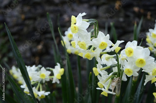 Fototapeta Naklejka Na Ścianę i Meble -  Large bush of beautifully blooming narcissuses tazetta