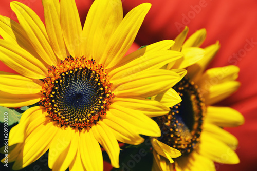 Close up of two sunflowers in full bloom 