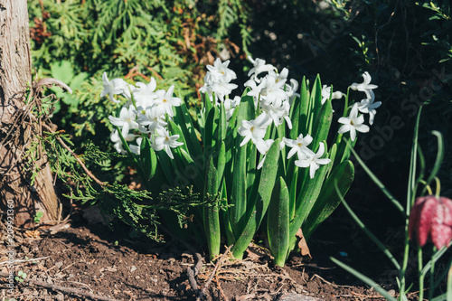 Bright white flower hyacinth in the garden in spring