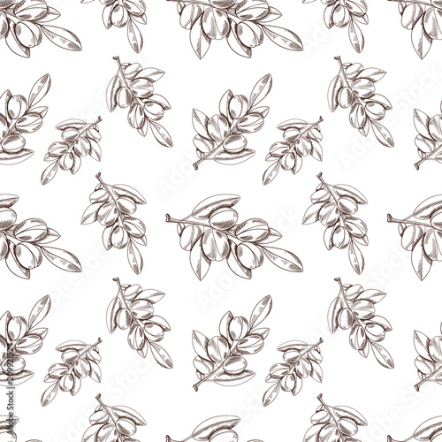 Vector Seamless Pattern: Argan Oil, Sketch Style Background, Outline Plant Drawings.