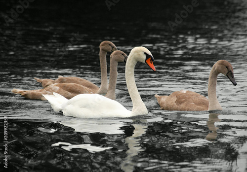 swan with youngs