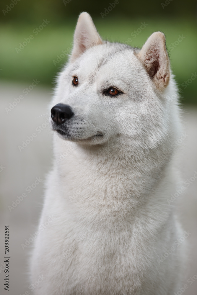 Fototapeta premium Portrait of a beautiful gray Siberian husky on the background of a field and green grass. Portrait of a dog on a natural background.