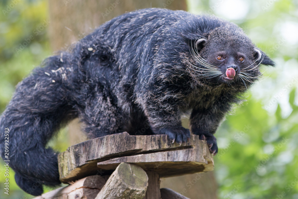 Binturong (Arctictis binturong) Marderbär Stock Photo Adobe Stock
