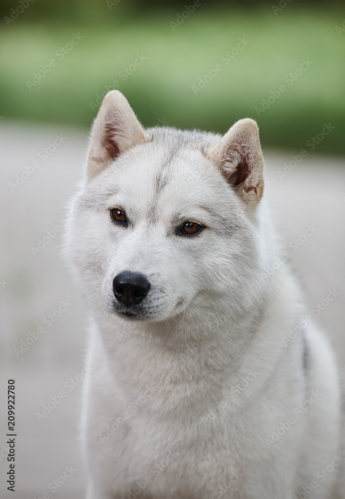 Portrait of a beautiful gray Siberian husky on the background of a field and green grass. Portrait of a dog on a natural background.