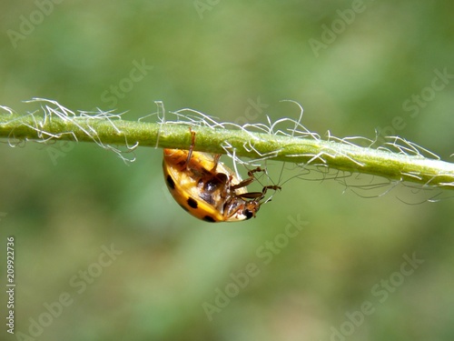 bugs on the leaf

