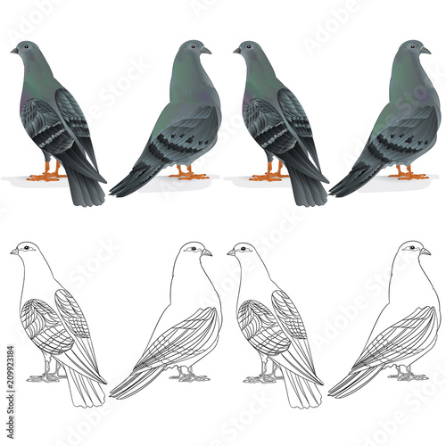 Border Carriers pigeons domestic breeds sports birds natural and outline  vintage  set one vector  animals illustration for design editable hand draw