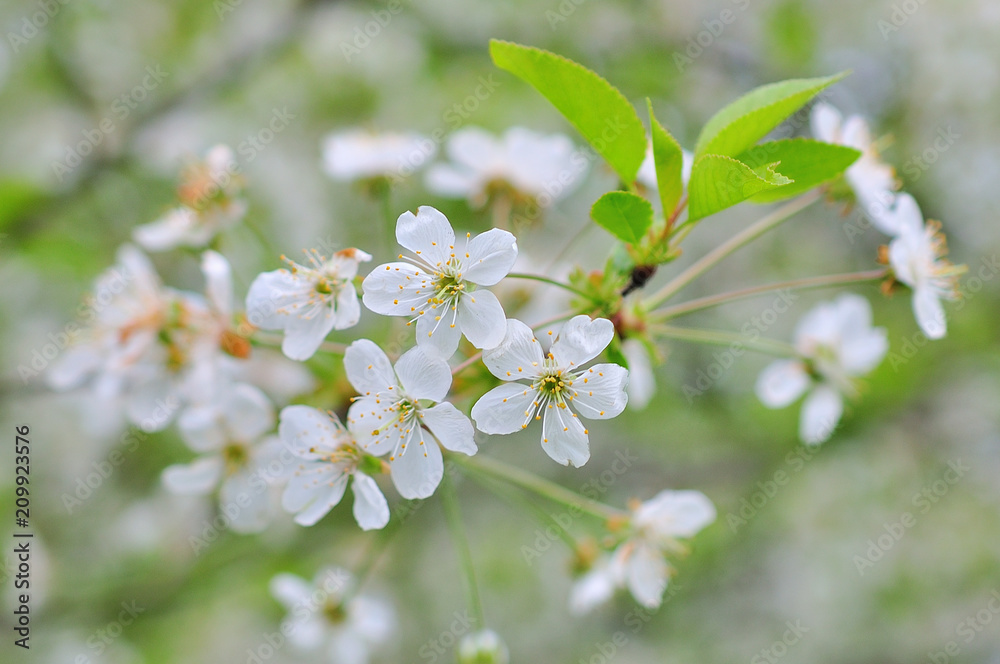 Cherry flowers on spring background Cherry flowers on spring background