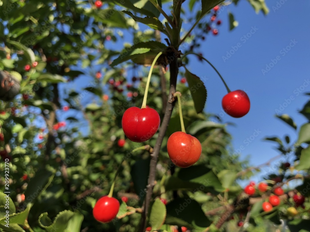 Cherrys on a tree in a garden in Berlin-Germany Cherrys on a tree in a garden in Berlin-Germany
