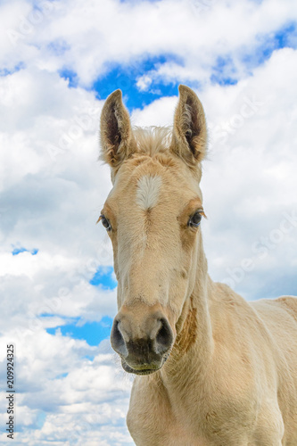 portrait of a horse against the sky and clouds © shymar27