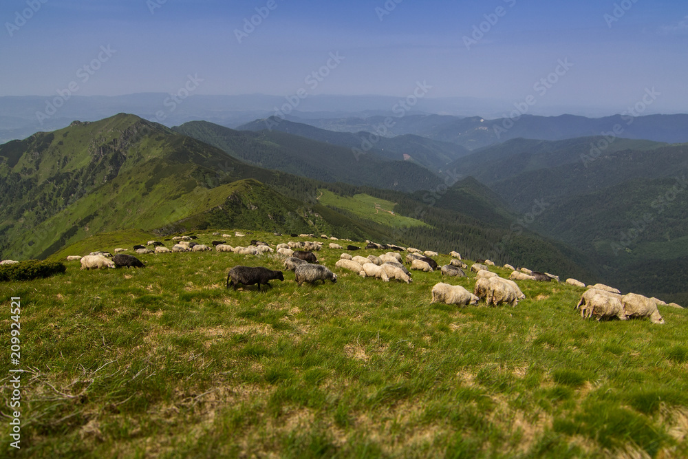 Sheep graze in the Carpathian mountains. Marmaros. Ukraine