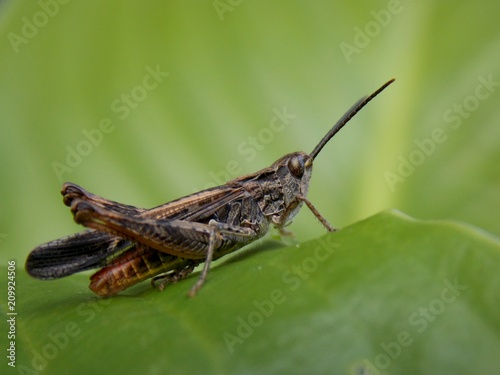 a grasshopper on the list   © oljasimovic