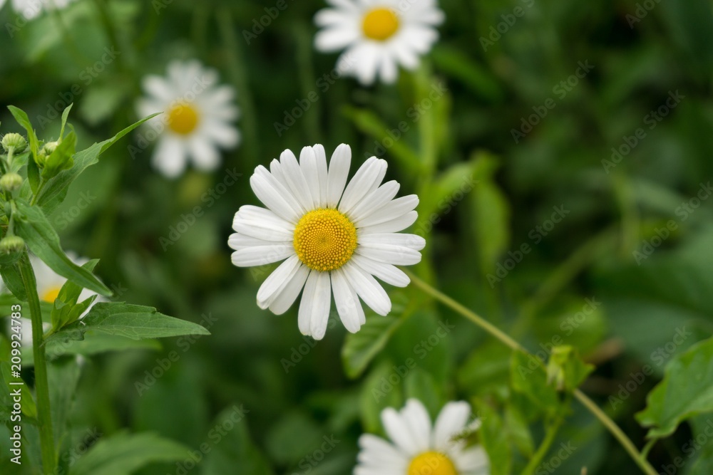 Fototapeta premium Camomile daisy flowers. Slovakia 