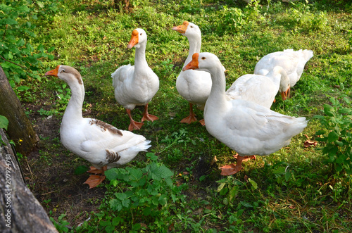 Group of white geese for a walk.
