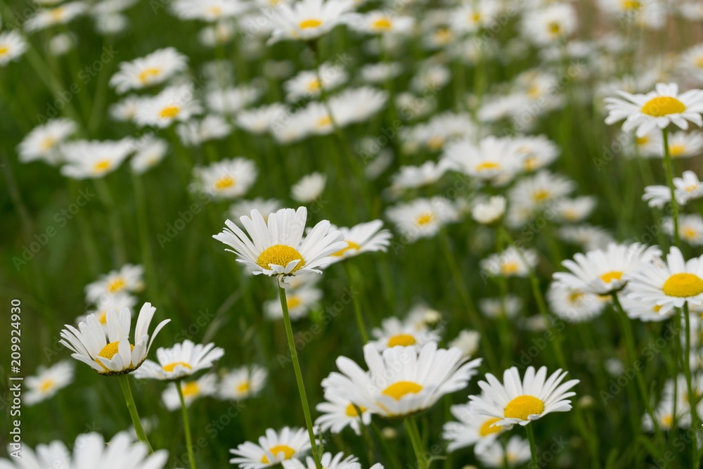 Camomile daisy flowers. Slovakia Camomile daisy flowers. Slovakia