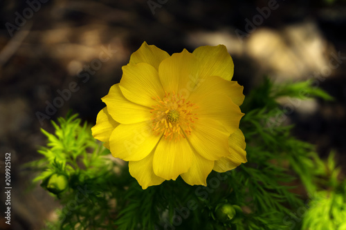 close-up of a beautiful yellow adonis flower on a blurred shady background