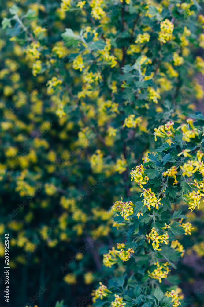 yellow flowers of gooseberry. The gooseberry Bush in the spring. On branches with green leaves blossomed small flowers. yellow flowers of gooseberry. The gooseberry Bush in the spring. On branches with green leaves blossomed small flowers.