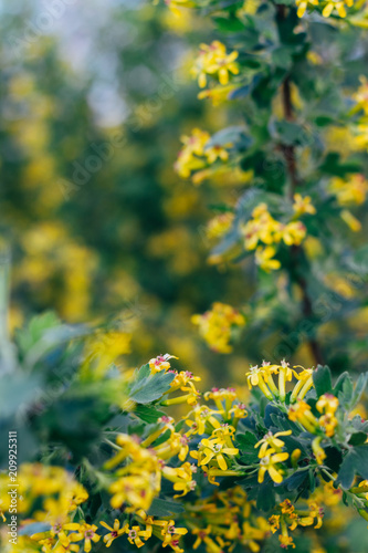 yellow flowers of gooseberry. The gooseberry Bush in the spring. On branches with green leaves blossomed small flowers.