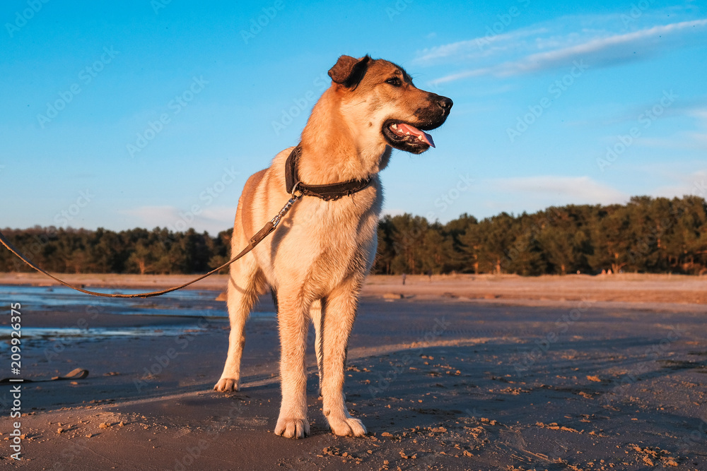 funny pictures of puppy Golden Retriever at sunset on the sea