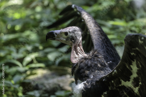 the Asian king vulture opened its wings