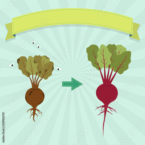 New beet and rotten beet with flies. Blank ribbon for insert text.