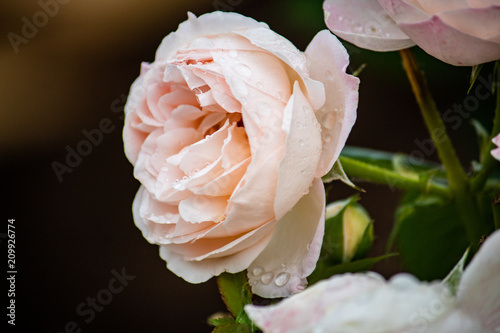 Rose blanche après la pluie