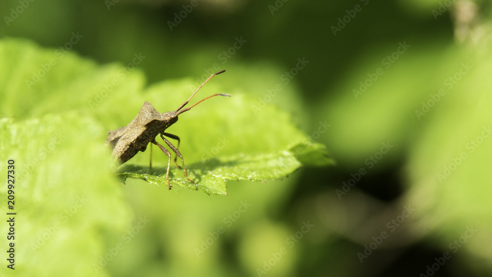 Insectes du marais de Montfort - Grésivaudan - Isère. Insectes du marais de Montfort - Grésivaudan - Isère.